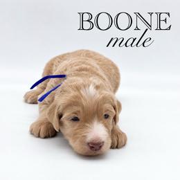 Boone - Apricot male Aussiedoodle puppy in Claremont, North Carolina from Magnolia Grove Farms