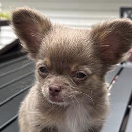 Chihuahuas from Rosemont Chis