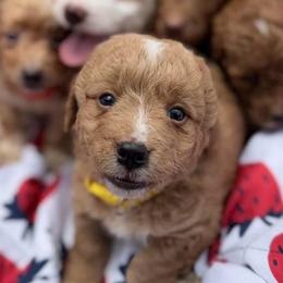 Sam, Yellow Collar - Parti male Goldendoodle puppy in Valley Center, Kansas from The Goldendoodle Gal