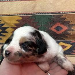 Daisy - Blue merle female Australian Shepherd puppy in Bennington, Oklahoma from Hang tight Aussie co