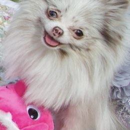 Pomeranians from Lynette Pearson's Pomeranians