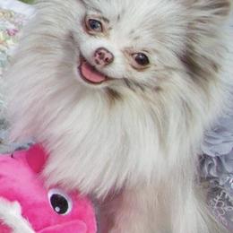 Pomeranians from Lynette Pearson's Pomeranians