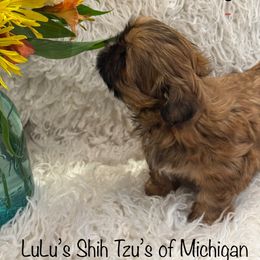 Lucky - Red male Shih Tzu puppy in Ann Arbor, Michigan from LuLu’s Shih Tzu’s of Michigan
