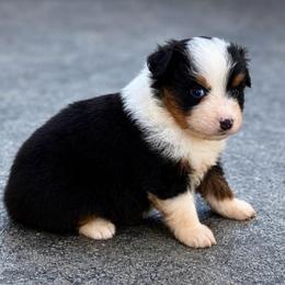 Indy - Black tri female Toy Australian Shepherd puppy in Leitchfield, Kentucky from Legendmaker MAS