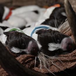 Wirehaired Pointing Griffon Puppies from Star•CH Wirehaired Pointing Griffons