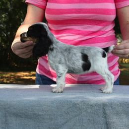 English Cocker Spaniel Puppies from Asherwood English Cockers