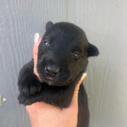 Asher - Black male Scottish Terrier puppy in Chattanooga, Tennessee from Oodles of Cuties!