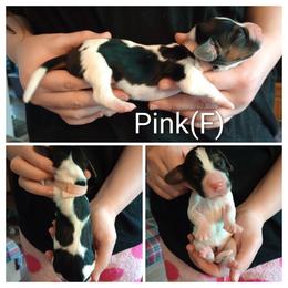 Pink - Black white and brown female Basset Hound puppy in Highland, Michigan from Dream Hounds of Michigan