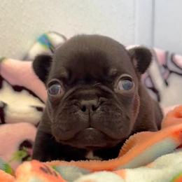 Odett - Black and tan female French Bulldog puppy in Redway, California from Lost Coast French Bulldogs