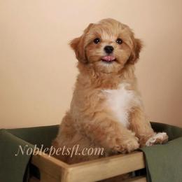 Archie - Cream male Maltipoo puppy in North Port, Florida from Noble Pets