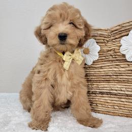 Audrey - Apricot female Goldendoodle puppy in Temecula, California from Oodles O'Doodles