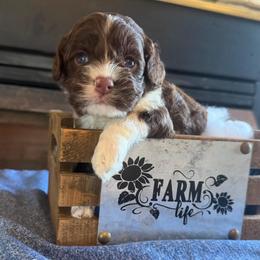 Jamison - Brown and white male Cockapoo puppy in Holton, Indiana from MoonShine Babies