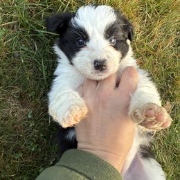 Panda - Black and white female Border Collie puppy in Barnstead, New Hampshire from Pettigrew's Border Collies