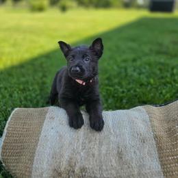 Dark pink K von Charry - Black female German Shepherd puppy in Midway, Kentucky from Von Charry German Shepherd’s