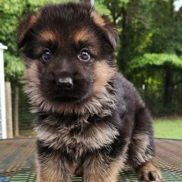 Boy 4 (Blaze) - Black and red male German Shepherd puppy in Roanoke, Alabama from Von Schönen Träumen German Shepherds