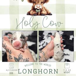 Longhorn - Blue merle and white male American Corgi puppy in Greenwood, Indiana from Witch Creek Corgis