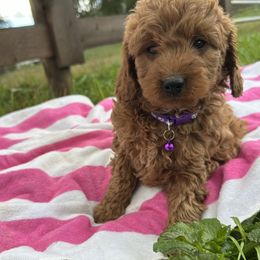 Emma - Red  female Goldendoodle puppy in Mint Hill, North Carolina from DoodleForever
