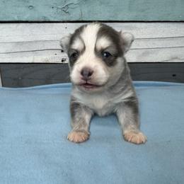 Bourbon - Blue male Pomsky puppy in Krum, Texas from Paw-Some Pomskies
