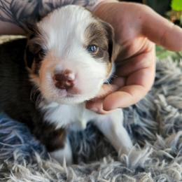 Aspen (pink girl) - Red tri-color female Miniature American Shepherd puppy in Griswold, Connecticut from Flatrock's Mini American Shepherd's