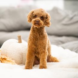 Emmie - Poodle