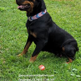 Gracie - Rottweiler