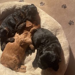 Cavalier King Charles Spaniel, Cavapoo, and Poodle Puppies from Melissa's East End Cavaliers
