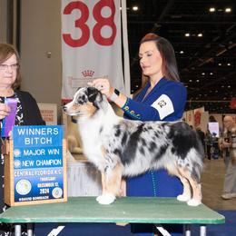Betsy - Miniature American Shepherd