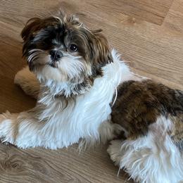 Lhasa Apsos from Lorraine’s Lhasa Apsos by Mia Kentucky Rose