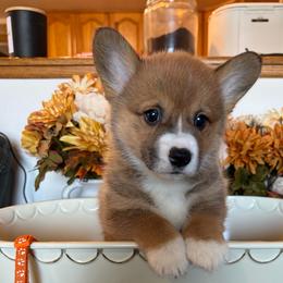 Sally The Seal- Orange Collar - Red female Pembroke Welsh Corgi puppy in Olathe, Colorado from Rocking LJ Breeding
