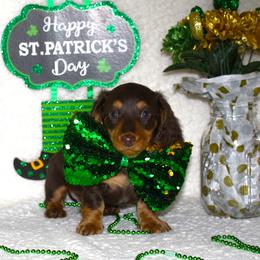 Whiskey - Chocolate and tan male Dachshund puppy in Corbin, Kentucky from White River Valley Kennel