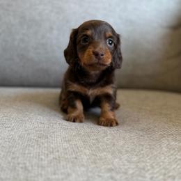 Nutella - Chocolate and tan female Dachshund puppy in Madera, California from Royal Dachshunds