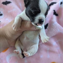 Cupcake - Black and white female Chihuahua puppy in Amity, Pennsylvania from Baxters Chihuahuas