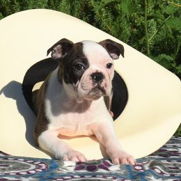 Boston Terrier Puppies from Bull Branch Bostons