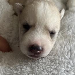 Cloud - Sable and white male Siberian Husky puppy in Bangs, Texas from Final Siberians