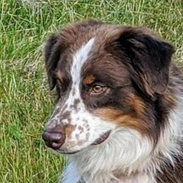 Willie - Australian Shepherd