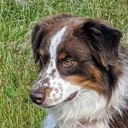 Willie - Australian Shepherd