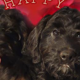 Cavalier King Charles Spaniels, Cavapoos, Havanese, Poodles, Yorkipoos, and Yorkshire Terriers from Ashley Nicole Ranch