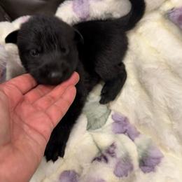 Pink - Black female German Shepherd puppy in Descanso, California from KVA Shepherds