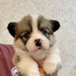 Pembroke Welsh Corgi Puppies from Stacy’s Pembroke Welsh Corgis