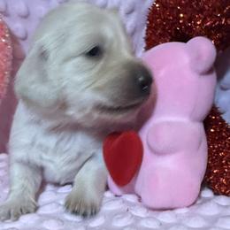 Pen - Cream female Dachshund puppy in Somerset, Pennsylvania from Rae’s Dapper Dachshunds