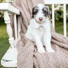 Chunk - Merle male Goldendoodle puppy in Ooltewah, Tennessee from Allison Family Doodles