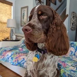 English Springer Spaniels from Sea Island Springers