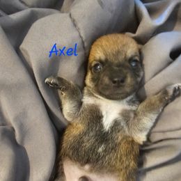 Axel - Fawn brindled black male Chihuahua puppy in Bethlehem, Pennsylvania from Steel City Exotics
