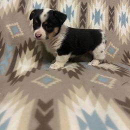 Pants - White and black female Pembroke Welsh Corgi puppy in Maupin, Oregon from Bailey Nannini