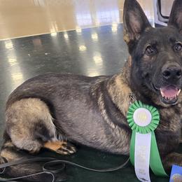 German Shepherds from Alten Kreigern GSD
