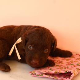 Light pink collar - Chocolate female Labradoodle puppy in Apache Junction, Arizona from Loving Doodle