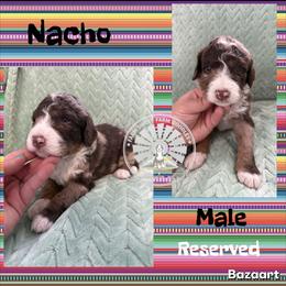 Nacho - Chocolate merle male Bernedoodle puppy in Godwin, North Carolina from Farm Sweet Farm Doodles