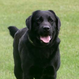 Chance - Labrador Retriever