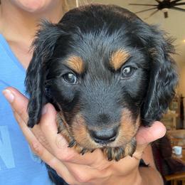 Benny - Black and tan male Dachshund puppy in West Plains, Missouri from Little Legs Legacy