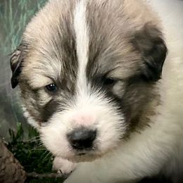 KOBE Green collar male - White and badger male Great Pyrenees puppy in Fair Grove, Missouri from Allen Wags & Woolies